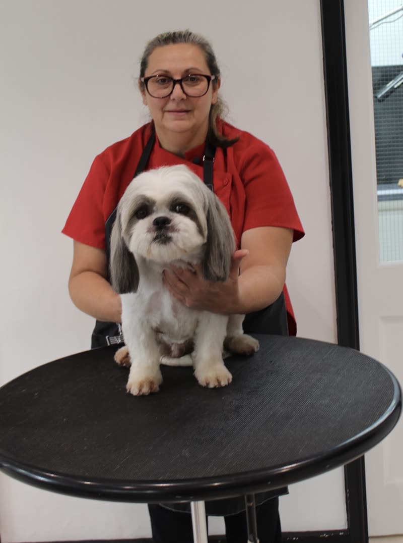 A groomer in a red polo shirt kneeling behind a freshly groomed white-and-tan shih tzu on a round black grooming table in the salon