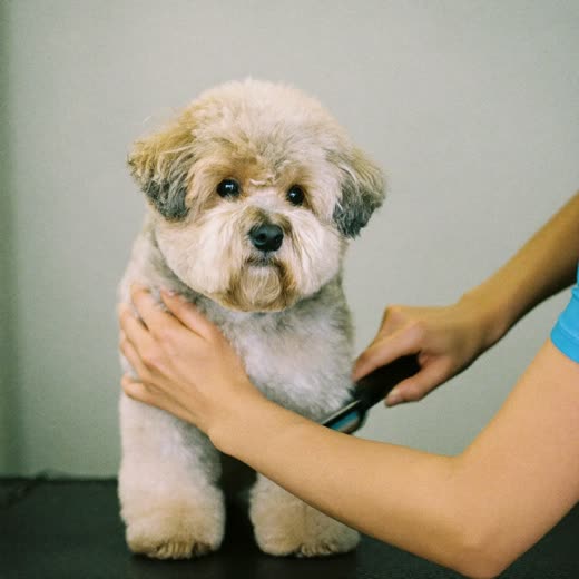A small freshly bathed shih tzu sitting on a plain pastel background
