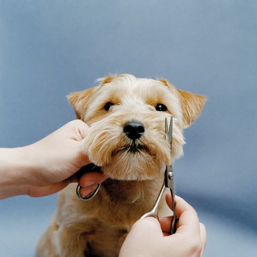 A dog's paw having its nails clipped